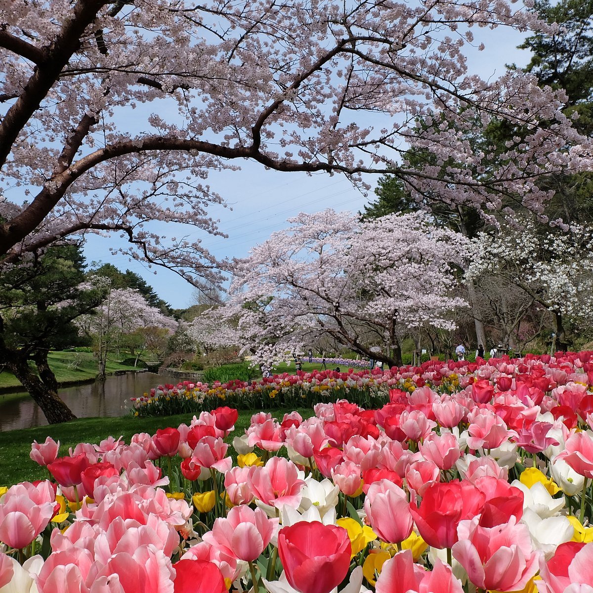 🌳 나루오하마 임해공원 (남지구) (나루오하마 린카이 코엔 미나미 치쿠) 이미지 5